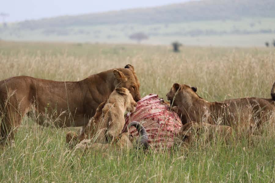 From Nairobi: 3 Days, 2 Nights Maasai Mara Group Safari - Hot air balloon option for a bird’s-eye Kenya
