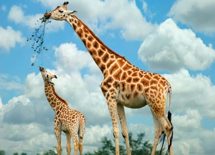 From Nairobi: Elephant Orphanage and Giraffe Center Day Trip - Rothschild Giraffes at the Giraffe Centre: Feeding Time in Nairobi