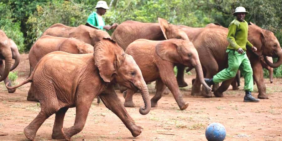 From Nairobi: Elephant Orphanage and Giraffe Center Day Trip - David Sheldrick Elephant Orphanage in Nairobi National Park: Milk Bottles and Rescue Stories