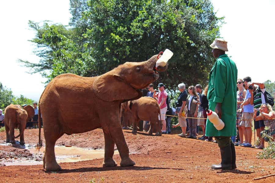 From Nairobi: Elephant Orphanage and Giraffe Center Day Trip - How the 3 to 8 Hour Schedule Works With Pickup and Line Cutting