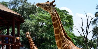 From Nairobi: Elephant Orphanage and Giraffe Center Day Trip - Kazuri/Kobe Bead Factory: Handcrafted Jewelry That Supports Kenyan Women