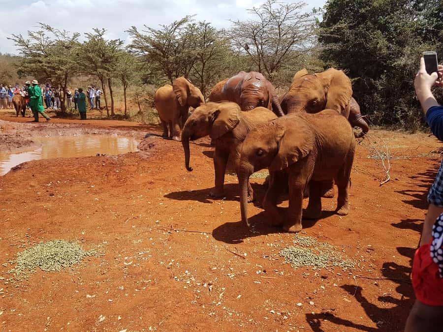 From Nairobi: Elephant Orphanage and Giraffe Center Day Trip - What to Pack and How to Handle Mud, Crowds, and Photo Light