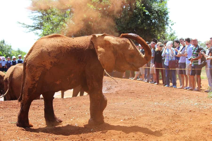 From Nairobi: Elephant Orphanage and Giraffe Center Day Trip - Who Should Book This Elephant and Giraffe Day Trip