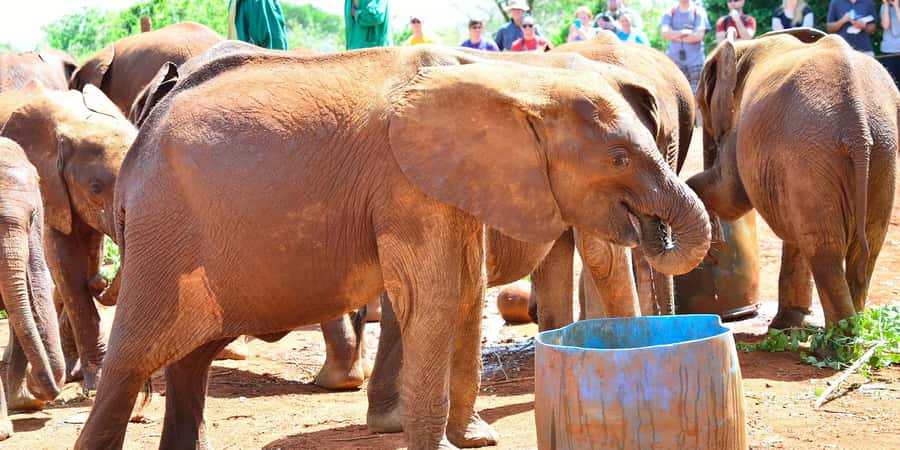 From Nairobi: Elephant Orphanage and Giraffe Center Day Trip - FAQ