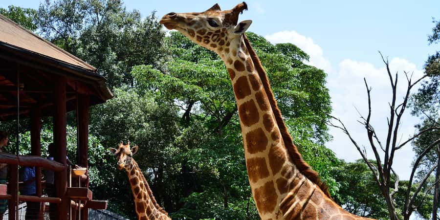 From Nairobi: Elephant Orphanage and Giraffe Center Day Trip - Kazuri/Kobe Bead Factory: Handcrafted Jewelry That Supports Kenyan Women