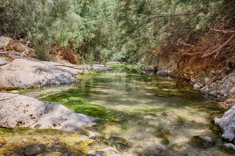 From Tel Aviv: Masada, Ein Gedi & Dead Sea Tour - Ein Gedi oasis: where the desert turns green