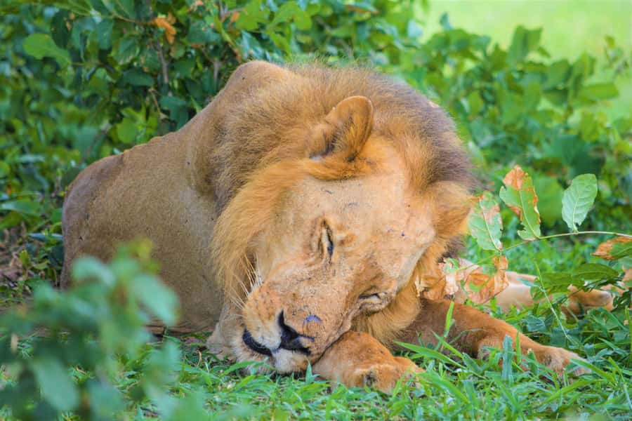 From Zanzibar: Day Selous Game Reserve Safari with Flights - Key highlights worth knowing before you go