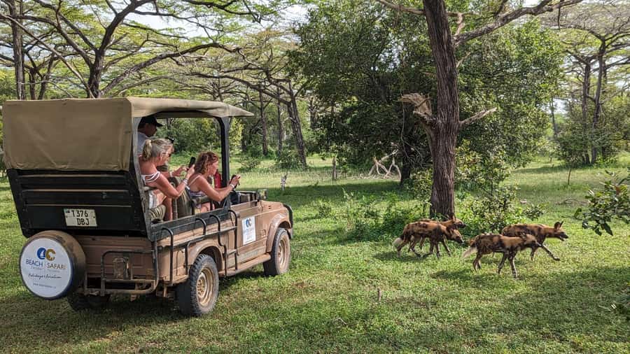 From Zanzibar: Day Selous Game Reserve Safari with Flights - Flight-first safari: why this works from Zanzibar