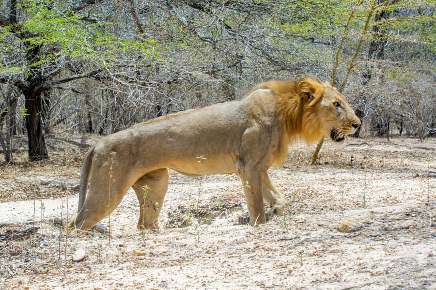 From Zanzibar: Day Selous Game Reserve Safari with Flights - Landing in Selous or Nyerere: your safari starts fast
