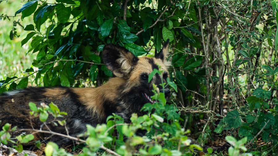 From Zanzibar: Day Selous Game Reserve Safari with Flights - Jeep comfort and the bumpy-road reality