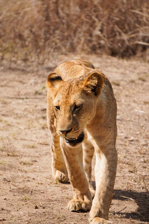 From Zanzibar: Mikumi Safari Day Trip with Flights and Meal - The Early Flight Day: Hotel Pickup, Airport Chaos, and Small-Plane Focus