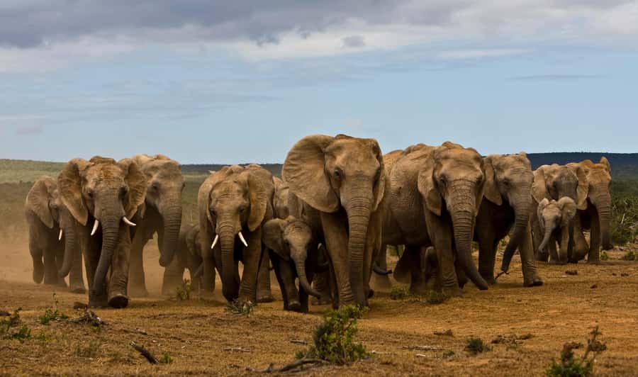 Full-Day All Inclusive Safari with Traditional Braai Lunch - Key things to know before you go