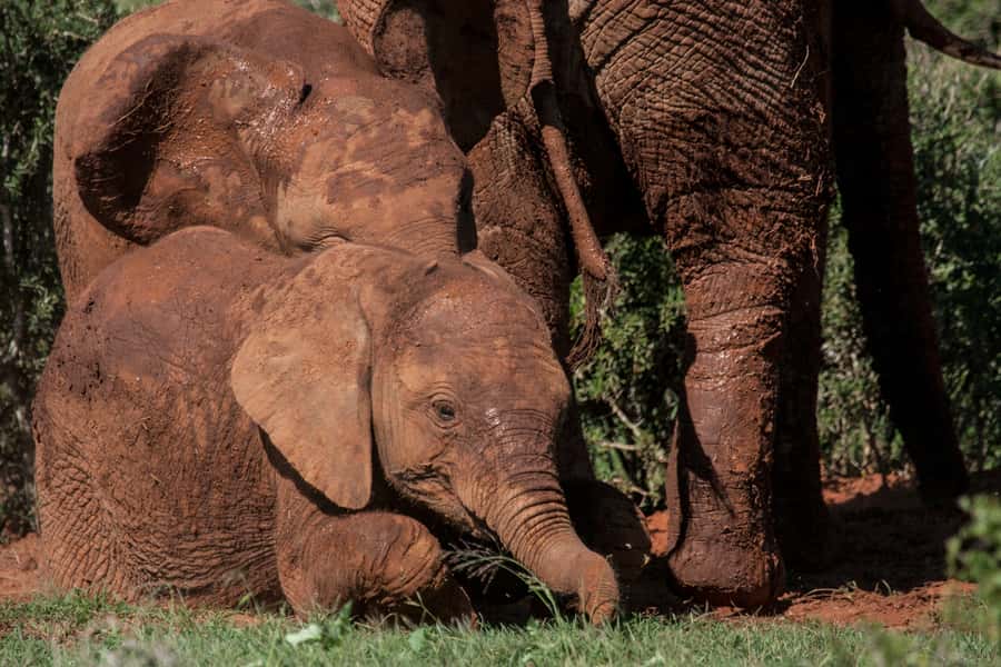 Full-Day All Inclusive Safari with Traditional Braai Lunch - Who should book this safari (and who might not love it)