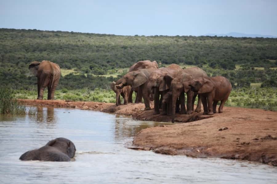 Full-Day All Inclusive Safari with Traditional Braai Lunch - Morning game drive: elephants, antelope, zebra, and the lion possibility