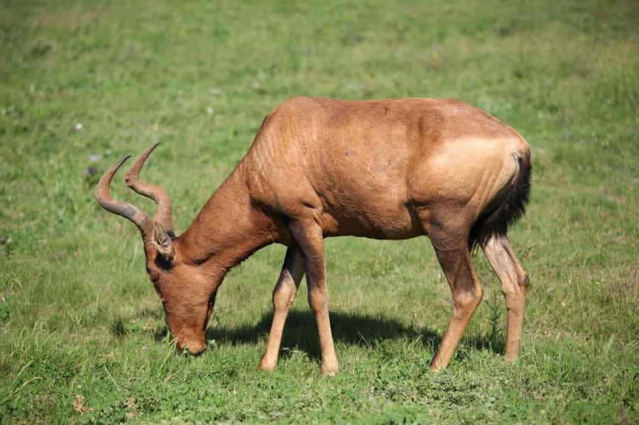 Full-Day All Inclusive Safari with Traditional Braai Lunch - The 10:30 tea stop and the shift toward watering holes