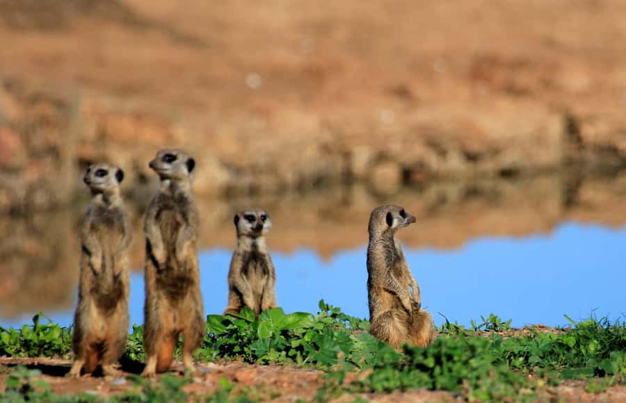 Full-Day All Inclusive Safari with Traditional Braai Lunch - Braai lunch inside Addo: where the day turns into comfort