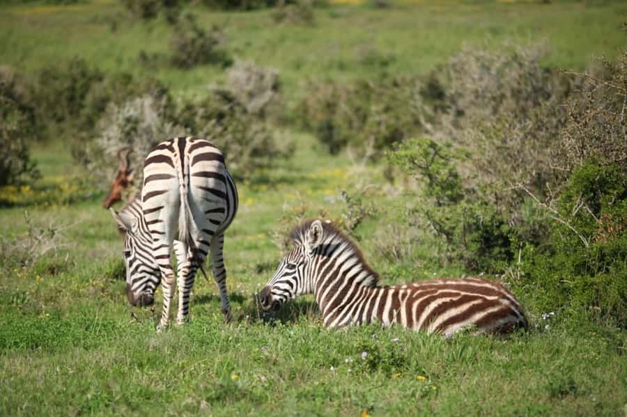 Full-Day All Inclusive Safari with Traditional Braai Lunch - What the guide actually does for your spotting chances