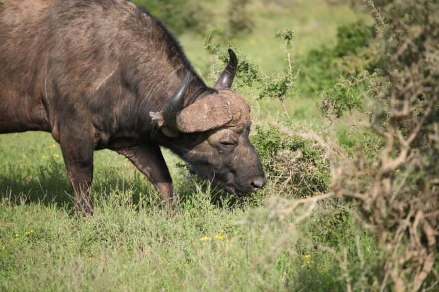 Full-Day All Inclusive Safari with Traditional Braai Lunch - Comfort and logistics: why the price can make sense