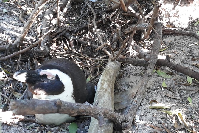 Full Day Cape Peninsula Tour in Private Car - Hout Bay: seals at Seal Island and time for the waterfront market