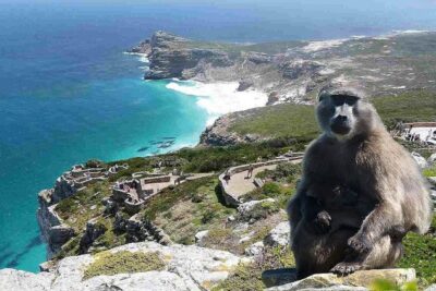 Full Day Cape Peninsula Tour in Private Car - Camps Bay and Maiden’s Cove: Table Mountain views and wildlife spotting
