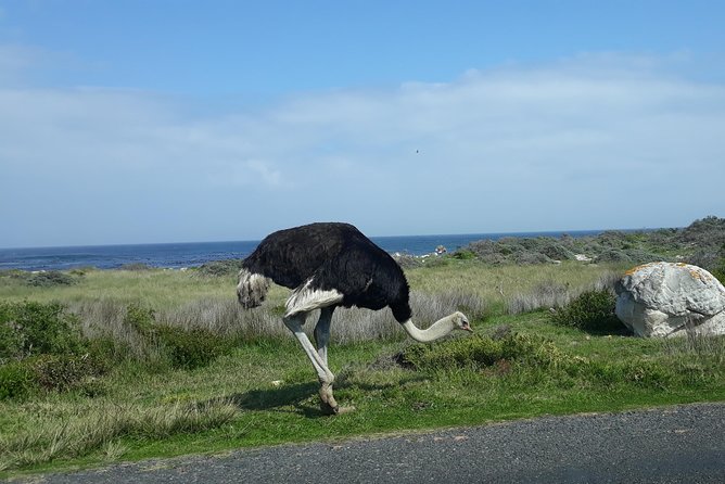 Full Day Cape Peninsula Tour in Private Car - Chapman’s Peak Drive: 114 curves of photo power