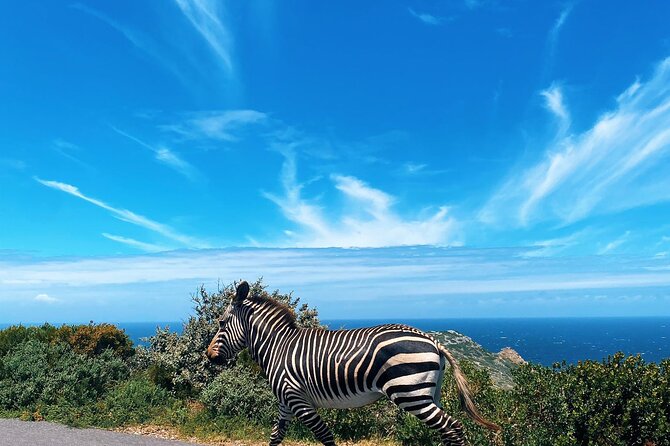 Full Day Cape Peninsula Tour in Private Car - Boulders Beach penguin colony and Muizenberg surf huts