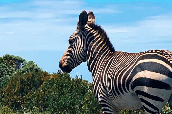 Full Day Cape Peninsula Tour in Private Car - Price and value: what you’re paying for (and what comes extra)