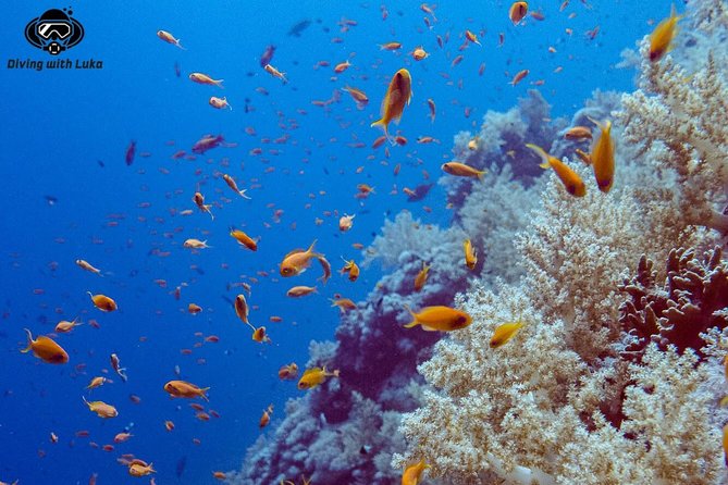 Full day diving with private guide, lunch drinks transportation - Private guide and the 8:30 am plan that actually works