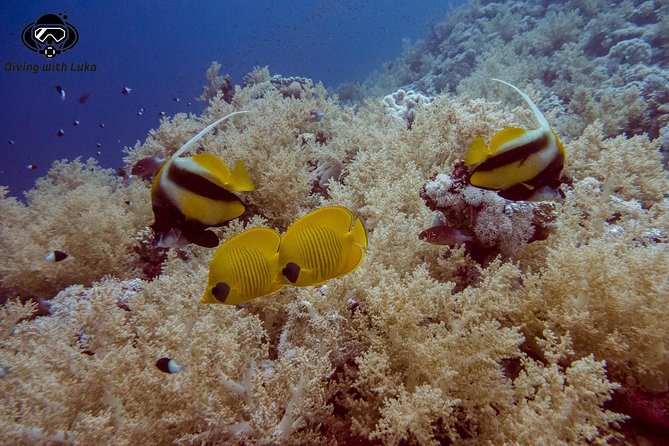 Full day diving with private guide, lunch drinks transportation - What’s included once you’re ready for the water