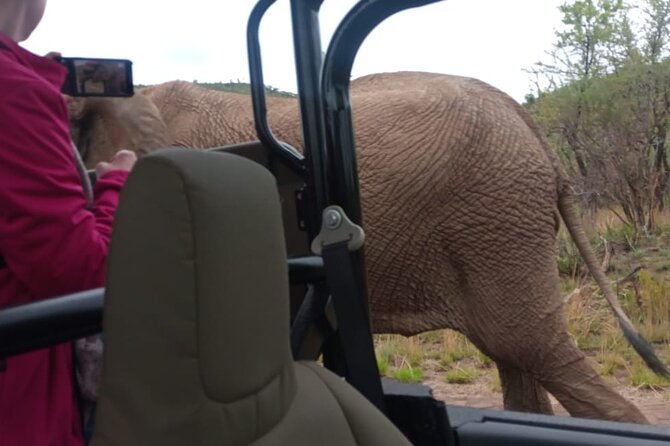 Full Day Pilanesberg Experience in Open Vehicle - Afternoon Closed-Vehicle Drive: Why the Second Safari Matters