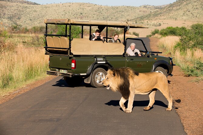 Full Day Pilanesberg Experience in Open Vehicle - Timing and Weather: The One Variable You Can’t Control