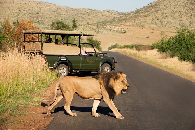 Full Day Pilanesberg Experience in Open Vehicle - Animal Sightings: Managing Expectations Like a Pro