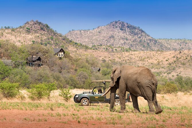 Full Day Pilanesberg Experience in Open Vehicle - Who This Safari Fits Best