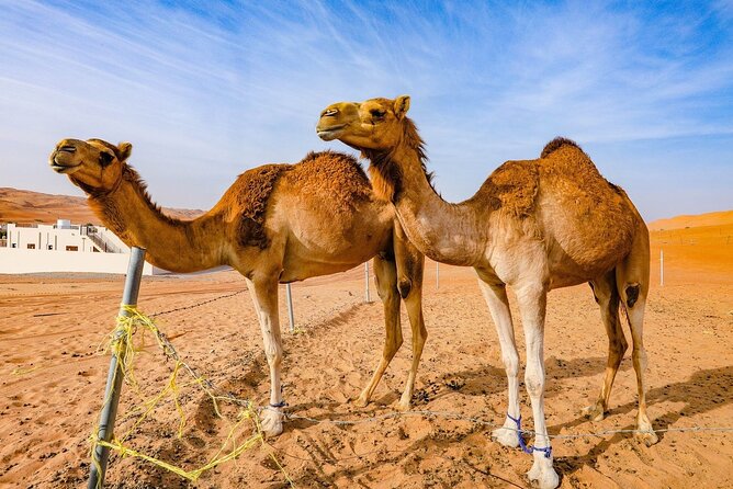 Full-Day Private Wahiba Sands Desert and Wadi Bani Khalid Tour - Muscat to Fanja: a quick old-town break with big views