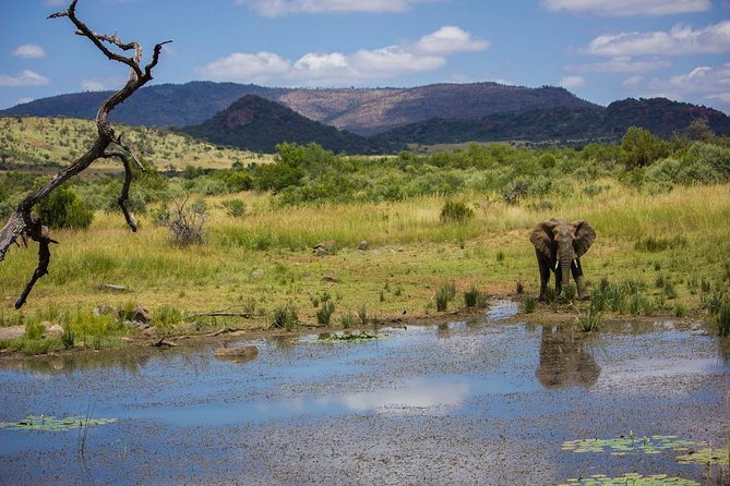 Full Day Ultimate Pilanesberg National Park Safari from Johannesburg or Pretoria - How worth it is $159.89 for a full safari day?
