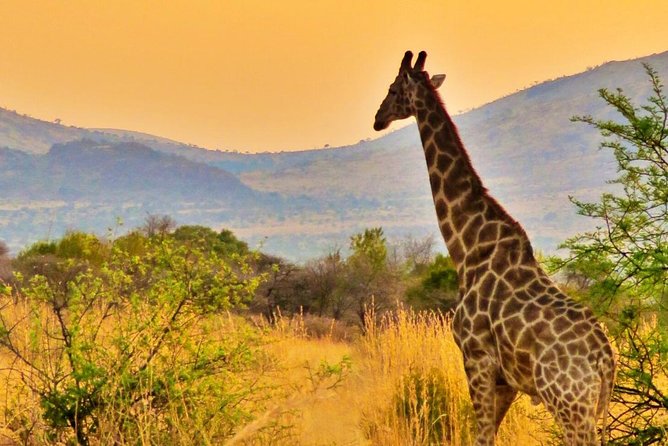 Full Day Ultimate Pilanesberg National Park Safari from Johannesburg or Pretoria - Who this safari suits best