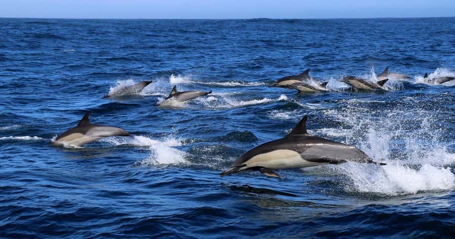 Gansbaai: Marine Big 5 Boat tour - Quick hits before you go