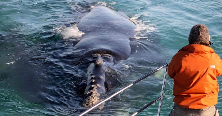 Gansbaai: Marine Big 5 Boat tour - Marine Big 5 in Gansbaai: why this coast is prime