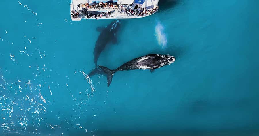 Gansbaai: Marine Big 5 Boat tour - Getting from Cape Town or Hermanus without turning it into a time sink