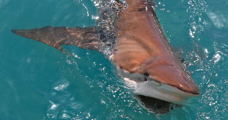 Gansbaai: Marine Big 5 Boat tour - Great White House welcome: the start of the trip matters