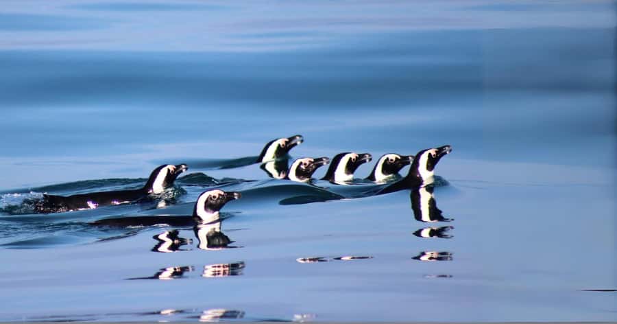 Gansbaai: Marine Big 5 Boat tour - Wildlife targets: what you’re really looking for