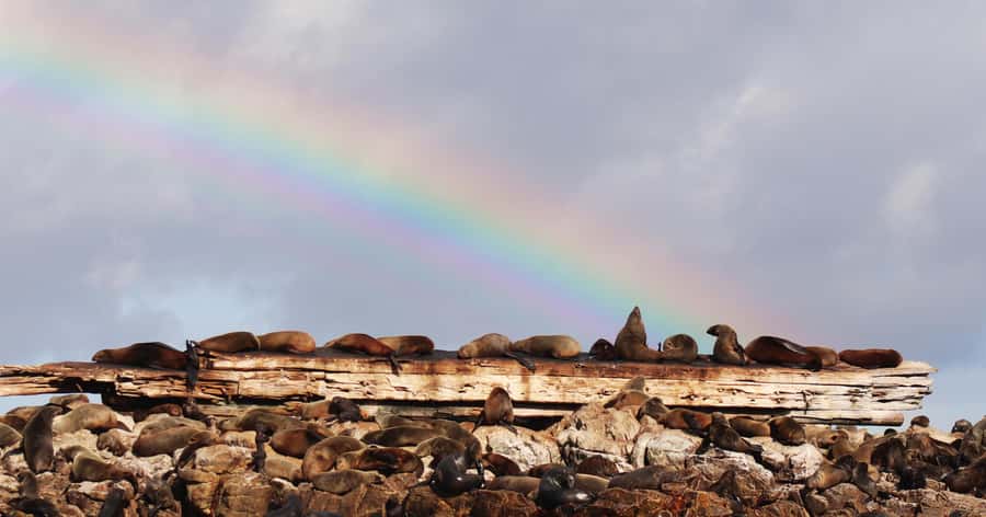 Gansbaai: Marine Big 5 Boat tour - Conservation and education: why the marine biologist changes the trip