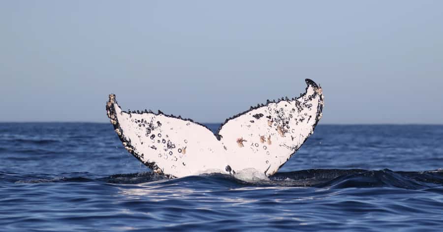 Gansbaai: Marine Big 5 Boat tour - Who should book this tour, and who should think twice