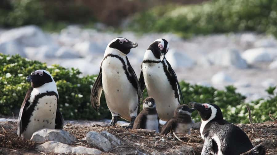 Gansbaai: Marine Big 5 Boat tour - Price and what $155 really buys you in real life