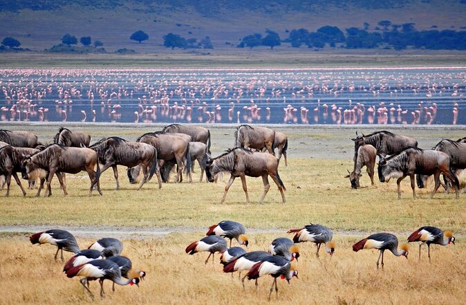 Group Safari 7 Days in Tanzania's Main Parks - Key things I’d bet on