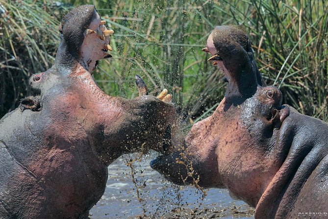 Group Safari 7 Days in Tanzania's Main Parks - Why This Northern Parks Loop Works for 7 Days