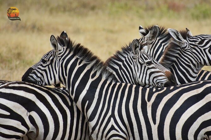 Group Safari 7 Days in Tanzania's Main Parks - Day 6 Tarangire National Park: baobabs, big-photo energy, and classic sightings
