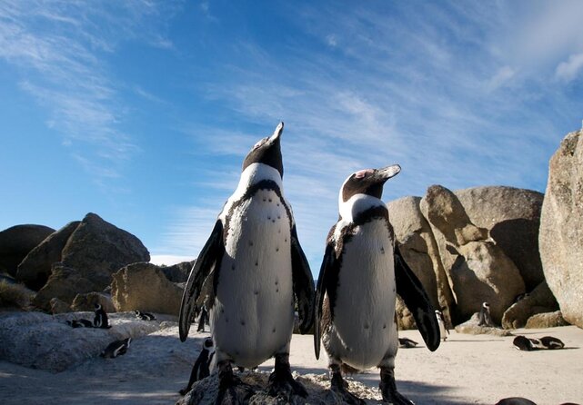 Half Day Boulders Penguins and Cape Point Small Group Tour - Key Things You’ll Notice Before You Go