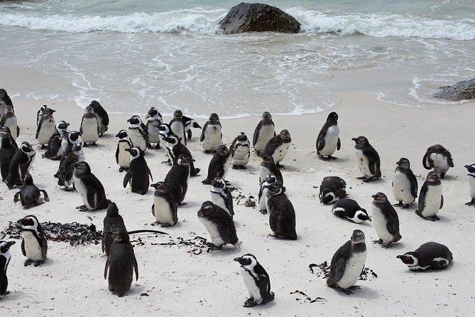 Half Day Boulders Penguins and Cape Point Small Group Tour - Half-Day Format That Fits Cape Town’s Top Hits