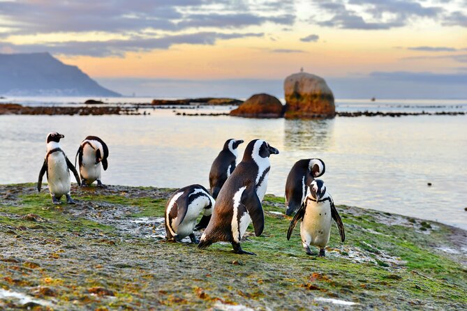 Half Day Boulders Penguins and Cape Point Small Group Tour - Boulders Beach African Penguins: Boardwalk Time and Realistic Expectations